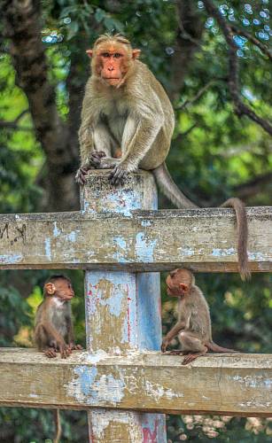 gray monkey on concrete post