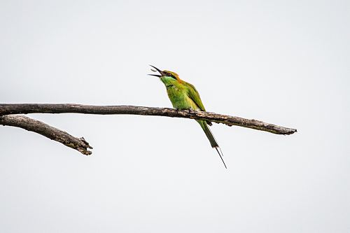 green and brown bee-eater bird on twig
