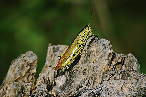 green and brown grasshopper