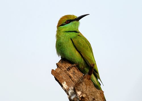 green bird pearching on tree