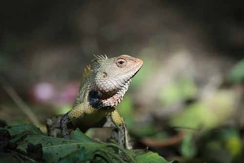 green iguana