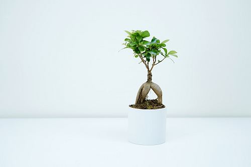 green plant in white pot