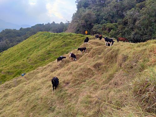 group of animal on hill
