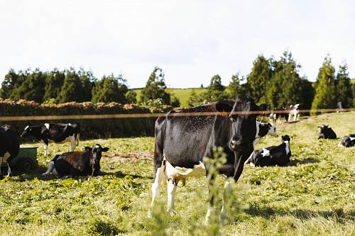 group of cows in field