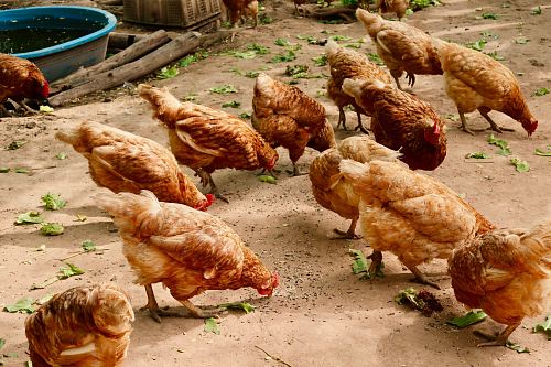 group of hen