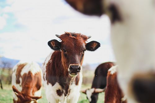 herd of brown-and-white cows