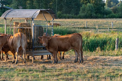 herd of brown cattle