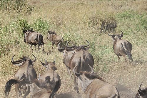 herd of bulls