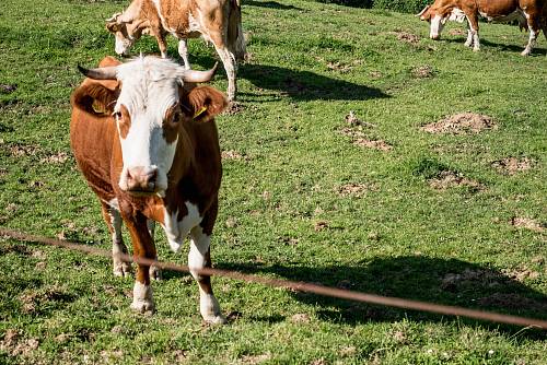 herd of cattle grazing