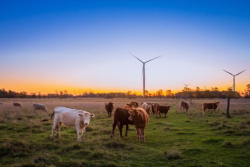herd of cow in grass field during daytime