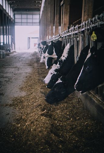 herd of cows inside building