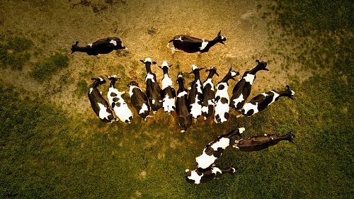 herd of goat on gray field