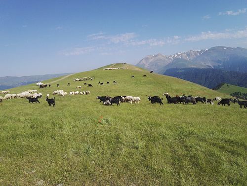 herd of sheep and goat on grass field during daytime