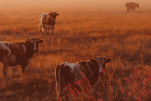 herd of white-and-brown cows