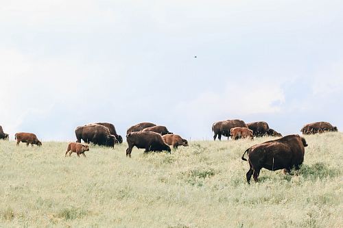 herd on animals on green grass fields