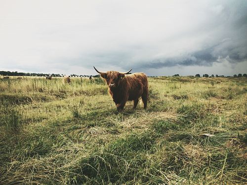 highland cattle standing on grass field