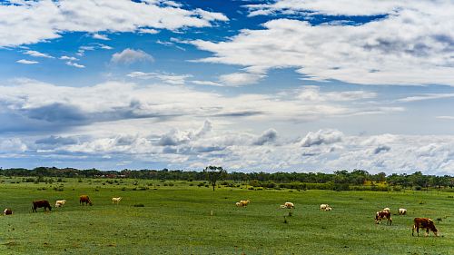 horses on grass field