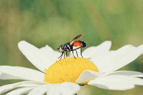 bee bee perching on pollen plant