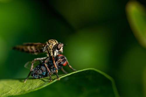fly close-up photo of robberfly animal