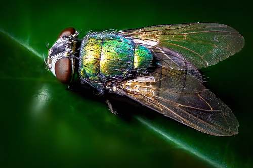 fly closeup photography of blue and green fly animal