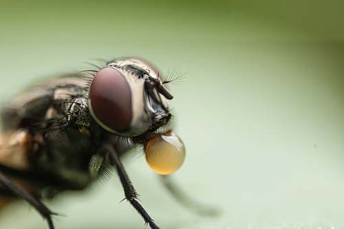 fly closeup photography of insect asilidae
