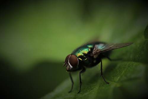 fly green and brown housefly green