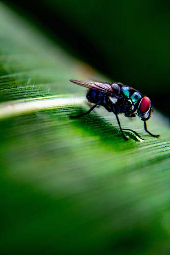 fly green and purple fly invertebrate