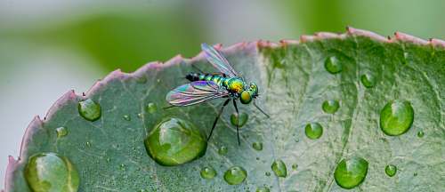 fly green singed insect animal