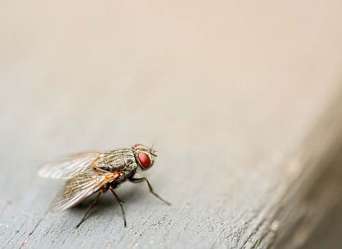 animal housefly on board invertebrate