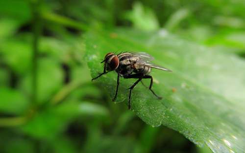 fly selective focus photography of housefly animal