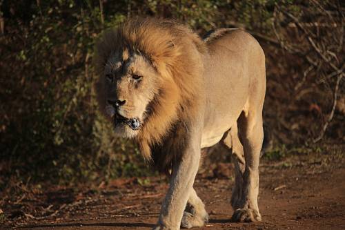 lion near grasses