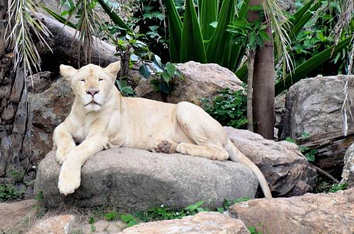 lion on rock