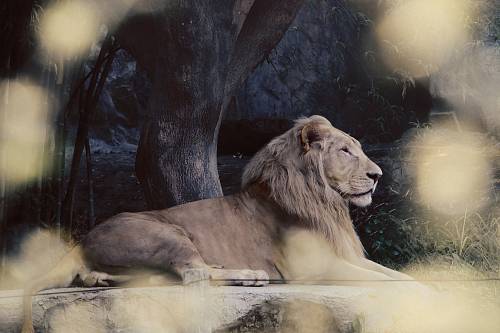 lion photograph