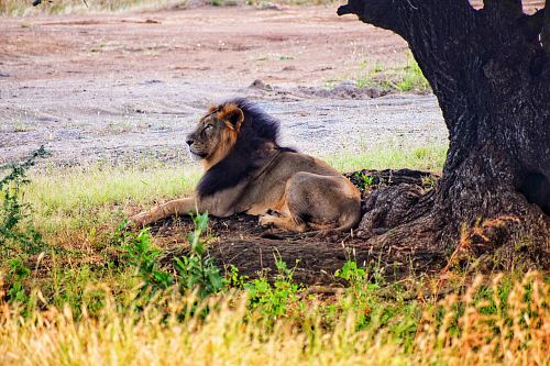 lion under tree
