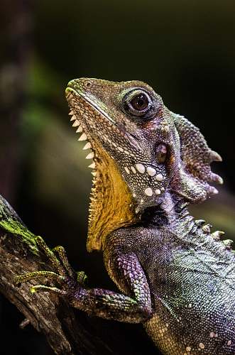 animal selective focus photography of iguana reptile