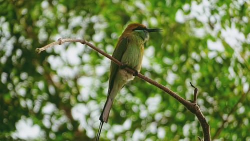 long-beaked bird perching on twig