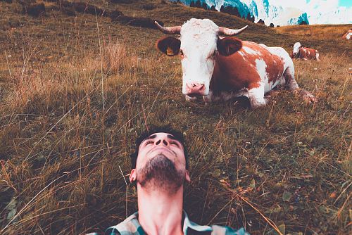 man lying on green grass in front of cattle