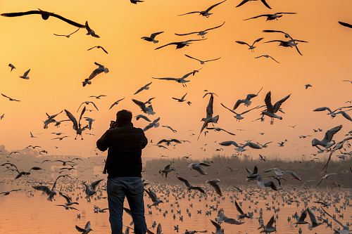 man taking photo of seagulls