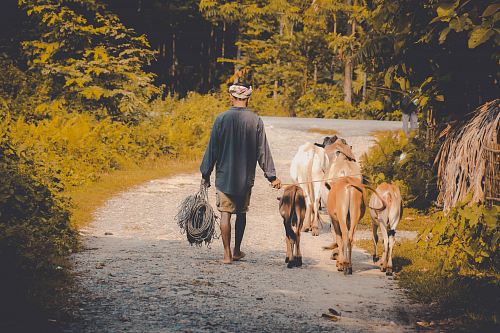 man walking with cow