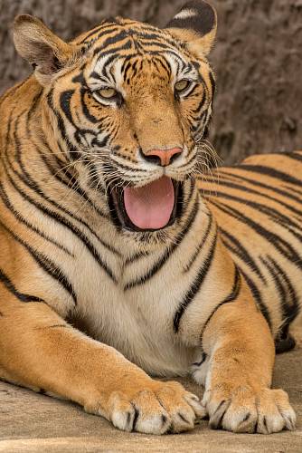 opened mouth tiger