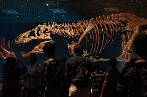 people looking at dinosaur skeleton