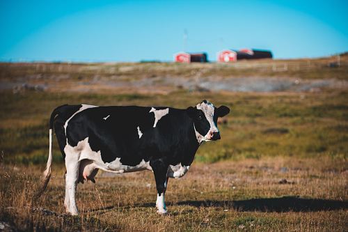 photo of black and white cow walking on grass field