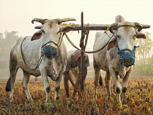 photo of white cow walking on grass field