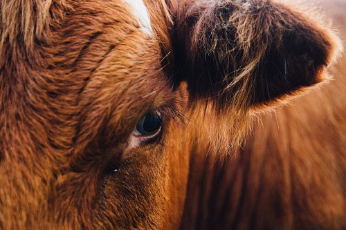 photography of right brown cow's eye