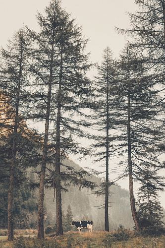 pine trees