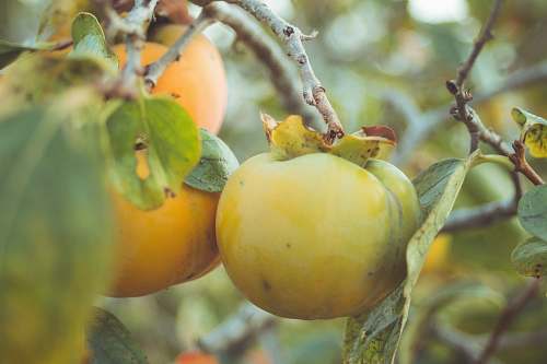 produce closeup photo of round fruits food