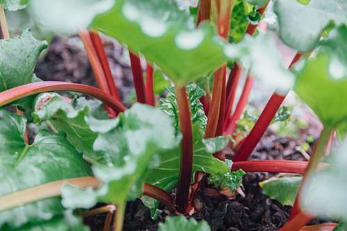 food green-leafed plant produce