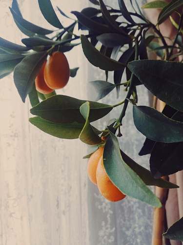 fruit orange kumquat food