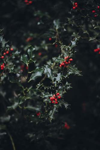 bush red fruit closeup photography flora