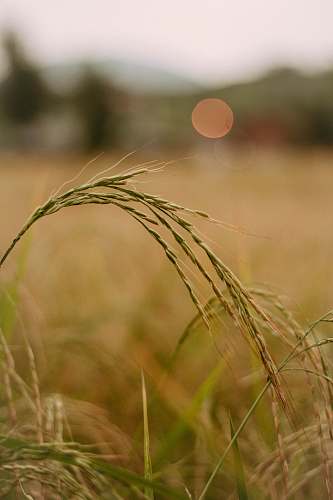 produce selective focus photo of green wheat plant food